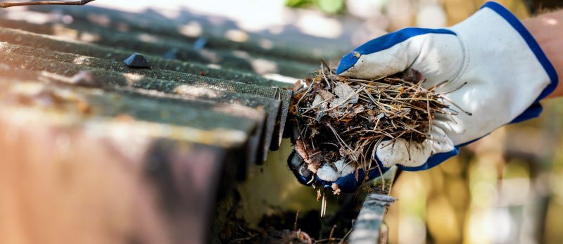 Pine Needle Cleaning