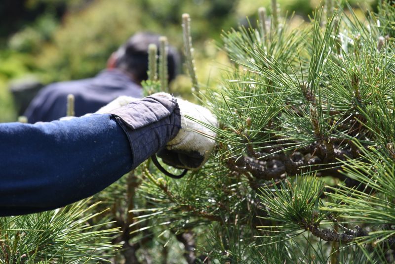 Pine Needle Cleaning