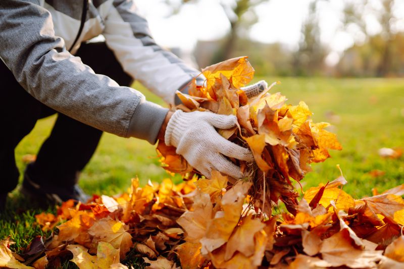 Collection of Fall Leaves