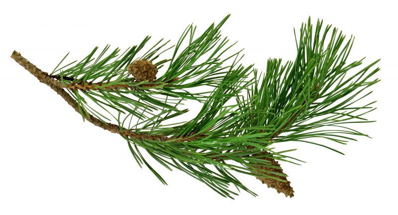 Pine Needle Cleaning
