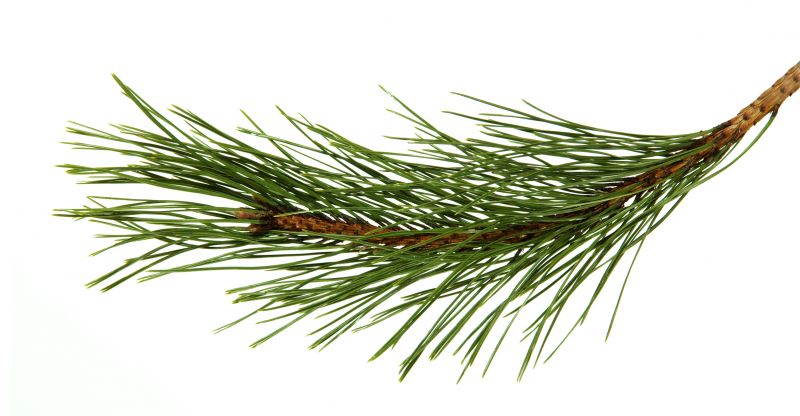 Pine Needle Cleaning