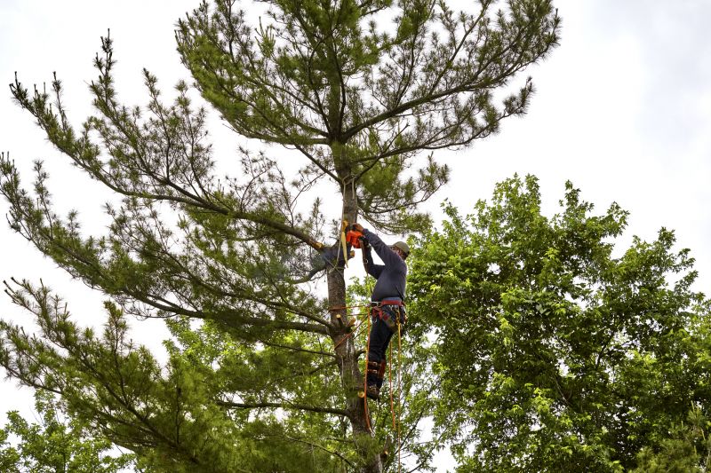 Tools Used in Pine Needle Cleaning