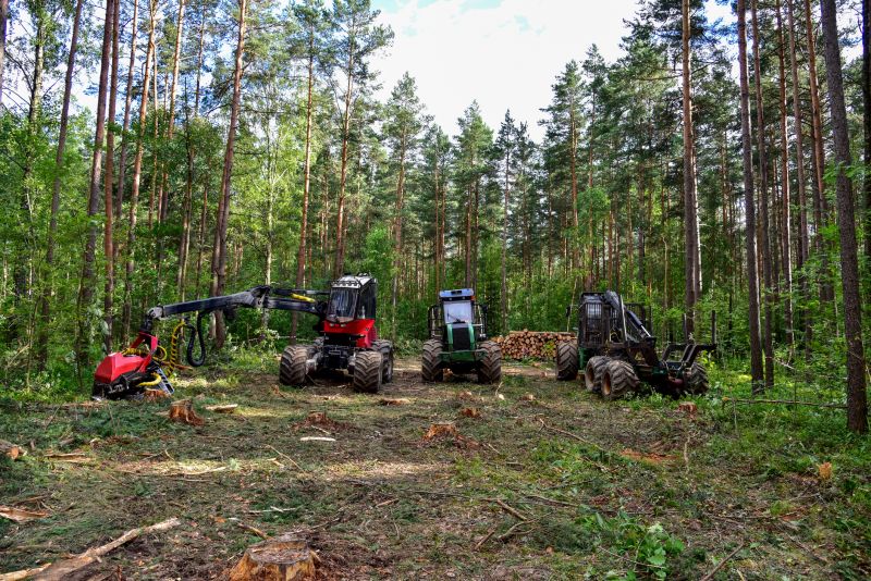 Specialized Pine Needle Removal Experts